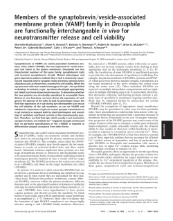 Members of the synaptobrevin vesicle