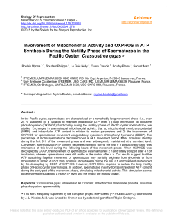 Involvement of Mitochondrial Activity and OXPHOS in ATP Synthesis