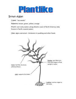 Page 22 - Brown Algae