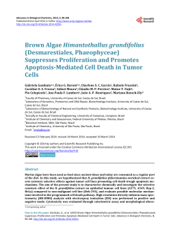 Brown Algae Himantothallus grandifolius