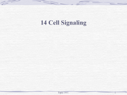 More about cell signalling