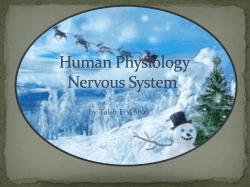 Human Physiology nervous system