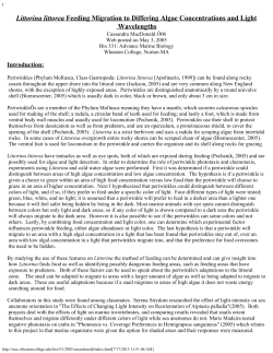 Littorina littorea Feeding Migration to Differing Algae Concentrations