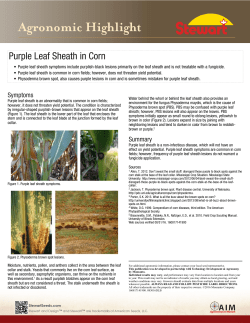 Purple Leaf Sheath in Corn