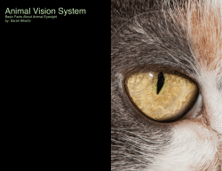 Animal Vision System - Microscopy-UK