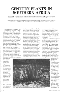 CENTURY PLANTS IN SOUTHERN AFRICA