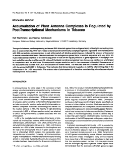 Accumulation of Plant Antenna Complexes 1s Regulated