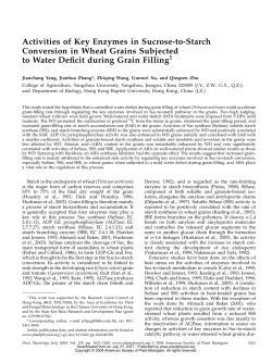 Activities of Key Enzymes in Sucrose-to-Starch