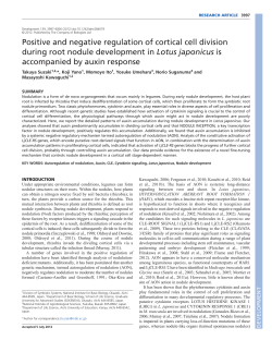 Positive and negative regulation of cortical cell division during root