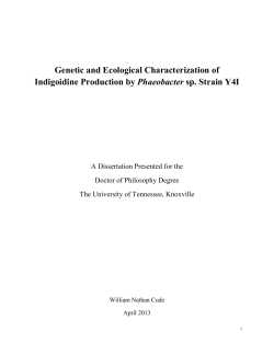 Figure 2. Phaeobacter sp. strain Y4I indigoidine biosynthesis operon