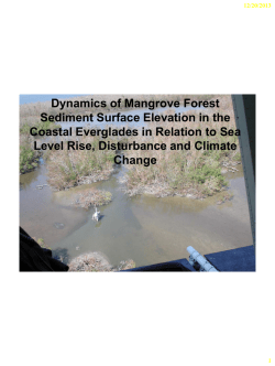 Dynamics of Mangrove Forest Sediment Surface Elevation in the