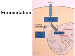 Fermentation