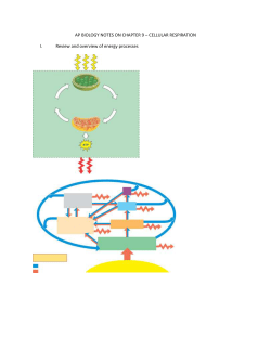 AP BIOLOGY NOTES ON CHAPTER 9 &ndash; CELLULAR RESPIRATION