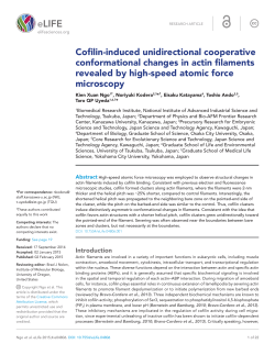 Cofilin-induced unidirectional cooperative conformational changes
