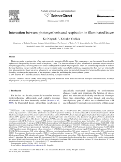 Interaction between photosynthesis and respiration in