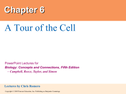 Eukaryotic cells - Homework Market