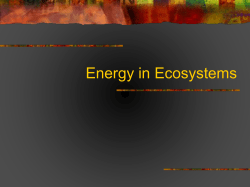 Energy in Ecosystems - Laureate International College