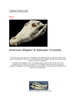 20130206174009_CROCODILES