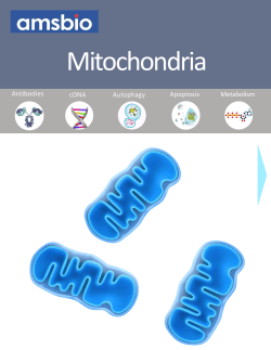 Mitochondria - AMS Biotechnology