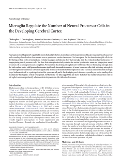 Microglia Regulate the Number of Neural Precursor Cells in the
