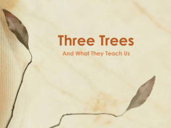 Three Trees - Focus Magazine