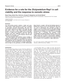 Role of Rap1 in cell viability and osmotic stress