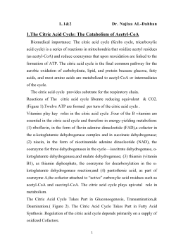 The Citric Acid Cycle The Catabolism of Acetyl-CoA