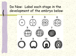 Living Environment PowerPoint - Placenta