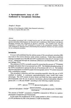 A Spectrophotometric Assay of ATP Synthesized by Sarcoplasmic