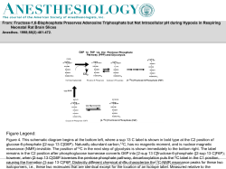 Slide () - Anesthesiology - American Society of Anesthesiologists