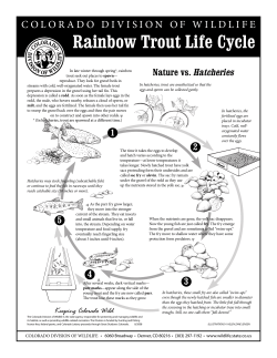 Rainbow Trout Life Cycle lesson copy
