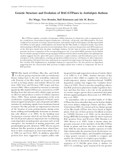 Genetic Structure and Evolution of RAC