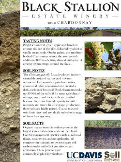 Chardonnay