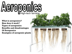 What is aeroponics?