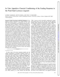 In Vitro Appetitive Classical Conditioning of the Feeding Response