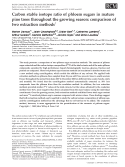 Carbon stable isotope ratio of phloem sugars in mature pine trees