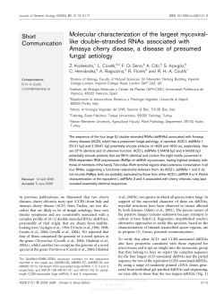 Molecular characterization of the largest mycoviral