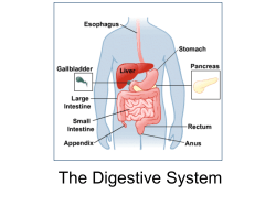 The Digestive System