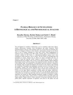 Floral Biology of Sunflower