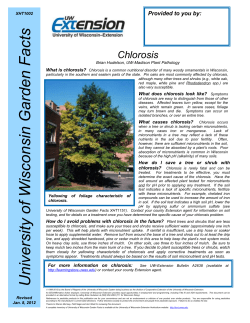 Chlorosis