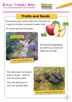 Fruits and Seeds - Ruby Tuesday Books