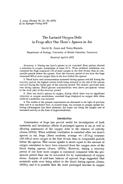 The lactacid oxygen debt in frogs after one hour`s apnoea in air