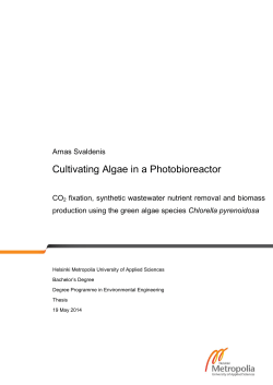 Cultivating Algae in a Photobioreactor