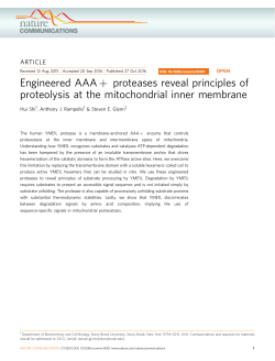 Engineered AAA+ proteases reveal principles of