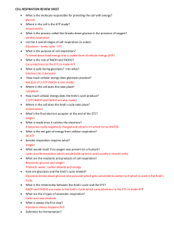CELL RESPIRATION REVIEW SHEET What is the molecule