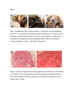 Figures Figure 1. Pseudopenis and penis of Thais chocolata. a – c