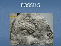 FOSSILS