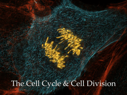 Cell Division