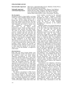 STRANGFORD LOUGH Internationally important: Mute Swan, Light