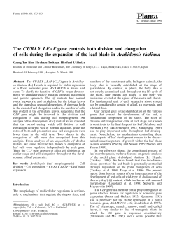 The CURLY LEAF gene controls both division and elongation of